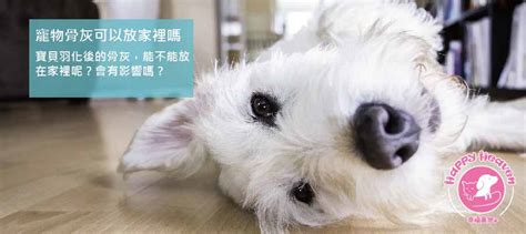 貓咪骨灰可以放家裡嗎|【貓咪骨灰可以放家裡嗎】貓咪離世後，骨灰安放家中？避開禁忌。